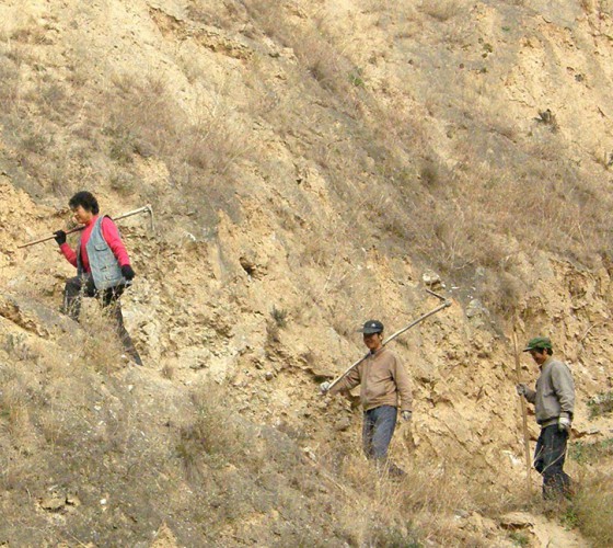 雖沒(méi)有十里桃林，漫山遍野的灼灼芳華。但我們有萬(wàn)畝國(guó)家級(jí)標(biāo)準(zhǔn)化油橄欖種植示范基地，漫山遍野，香氣撲鼻。畝是中國(guó)市制土地面積單位，一畝等于六十平..
