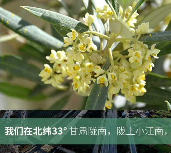 武都的氣候、土壤等與地中海沿岸極其相似，同處于世界頂級(jí)油橄欖黃金生產(chǎn)帶（32°58--33°36）年平均氣溫為14.7°，年日照時(shí)數(shù)1911..